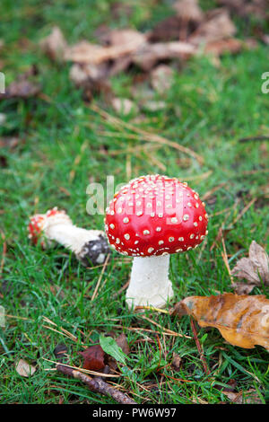 Amanita muscaria - Fly Agaric mushroom nella prateria in autunno circondato da foglie. Nel folklore, noto come il rosso toadstool fairy. Foto Stock