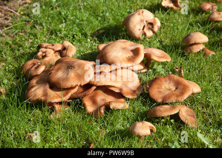 Armillaria mellea - Miele funghi che crescono sui prati in autunno Foto Stock