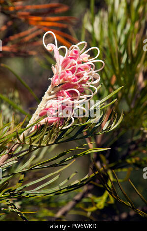 Bluff Knoll Australia, nativi australiani grevillea rosa fiore aprire parzialmente Foto Stock