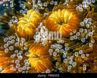 Coral reef in mare Carbiiean Foto Stock