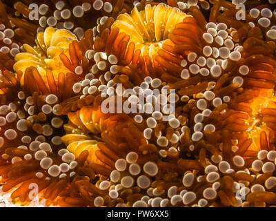 Coral reef in mare Carbiiean Foto Stock