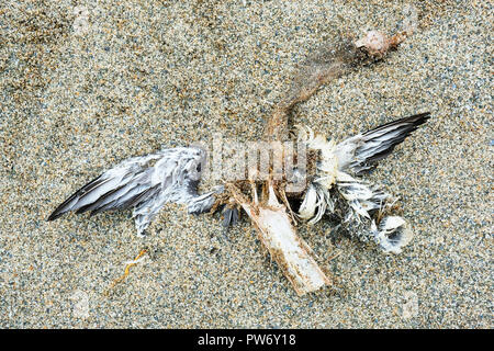 Gabbiano morto disteso su di una spiaggia di sabbia - Giovanni Gollop Foto Stock