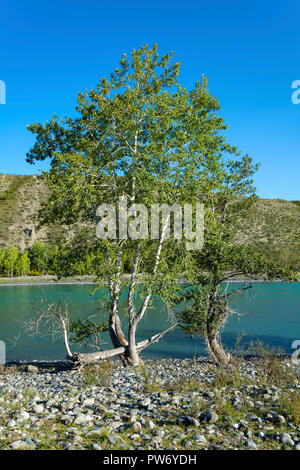 Pioppi pittoresco sulla riva del fiume di Katun nelle montagne di Altai Foto Stock