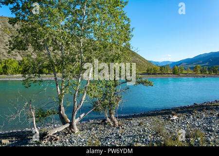 Pioppi pittoresco sulla riva del fiume di Katun nelle montagne di Altai Foto Stock