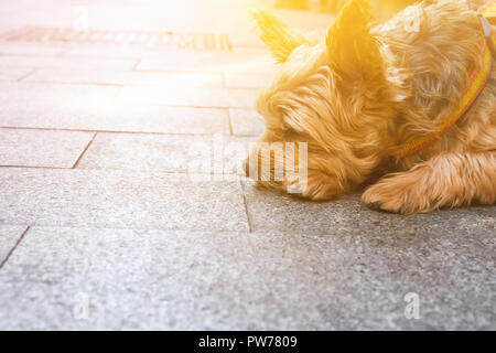 Carino yorkshire cane al guinzaglio giacente su un marciapiede in città in attesa per il proprietario. Faccina triste espressione gli occhi chiusi. Amicizia fedeltà convivere con Foto Stock