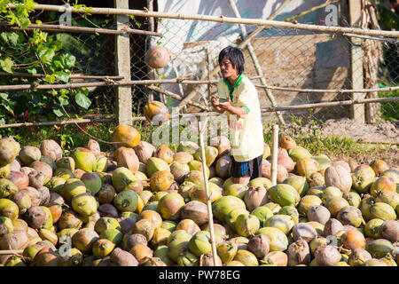 Delta del Mekong, Vietnam - 28 Settembre 2018: Non identificato uomo locale si muove noci di cocco sulla banca del fiume Mekong in Vietnam. Foto Stock