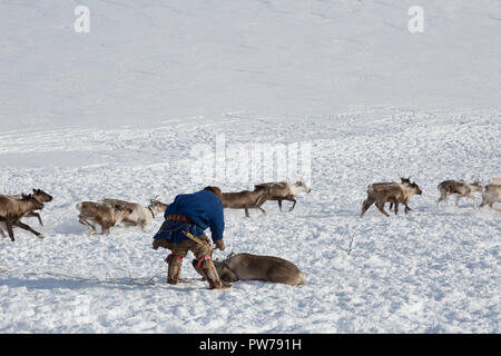 Nenets renne mans catture le renne in una giornata invernale Foto Stock