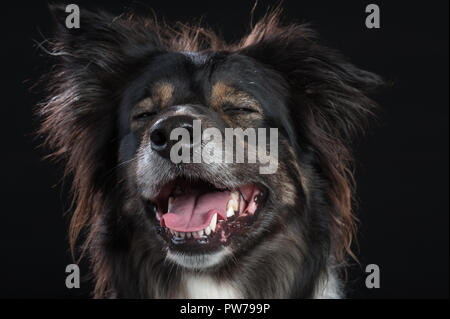 Border Collie cane ritratto in studio su sfondo nero Foto Stock