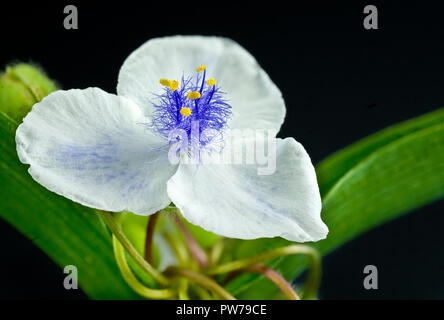 Fiore di bianco (spiderwort Tradescantia sp.), che mostra la stami' blu brillante e filamenti e luminose antere gialle. Foto Stock