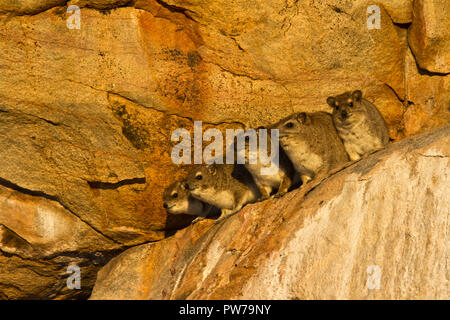 Hyrax sono territoriali e sub-maschi adulti sono di solito agendo come sentinel per il benessere del loro gruppo di natal fino a tale tempo che la dominante mal Foto Stock