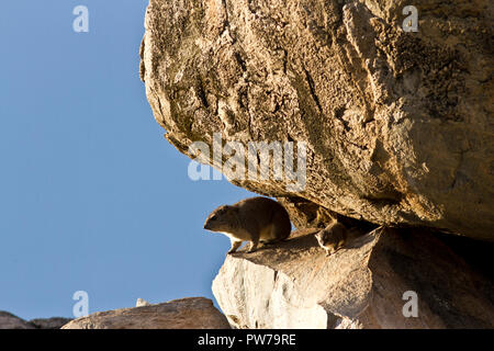 Hyrax sono territoriali e sub-maschi adulti sono di solito agendo come sentinal per il benessere del loro gruppo di natal fino a tale tempo che la dominante mal Foto Stock