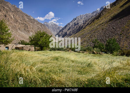 Campi di grano nel bellissimo villaggio di Jizeu, Bartang Valley, Tagikistan Foto Stock