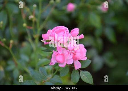 Perfetto bussola rosa rose in centro con il verde scuro e foglie, rosa luminoso rosa rampicante fiori in autunno in Germania, eden rose Foto Stock