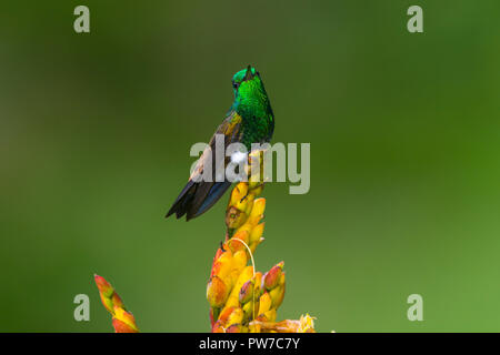 Rame-rumped Hummingbird (Amazilia tobaci). Trinidad Foto Stock