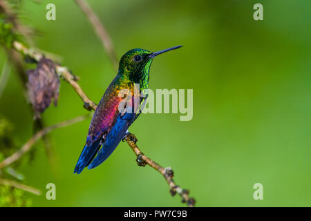 Un maschio iridescente di rame-rumped Hummingbird (Amazilia tobaci) mostrando un arcobaleno di colori. Trinidad Foto Stock