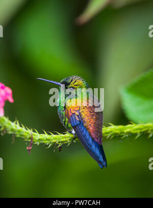 Rame-rumped Hummingbird (Saucerottia tobaci) arroccato, Trinidad. Foto Stock