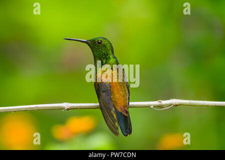 Rame-rumped Hummingbird (Saucerottia tobaci) mostra iridescente colore ala. Trinidad Foto Stock