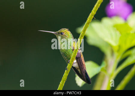 Rame-rumped Hummingbird (Saucerottia tobaci) arroccato, Trinidad. Foto Stock