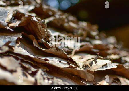 Un mucchio di foglie secche a Chiangmai, Thailandia Foto Stock