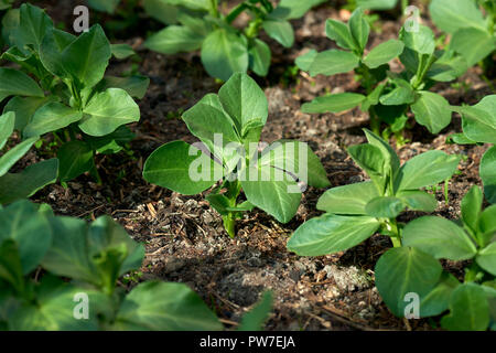 Giovani sani largo bean di germogli in un giardino di primavera bed. Foto Stock