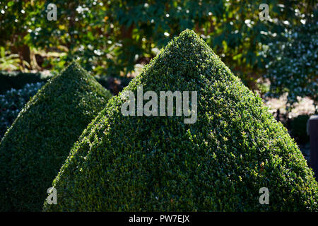 Topiaria da due coni di buxus vicino fino all aperto in un giardino. Foto Stock