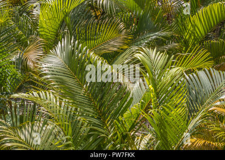 Golden Palm di canna Foto Stock