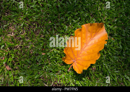 Lasciare giallo sull'erba Foto Stock