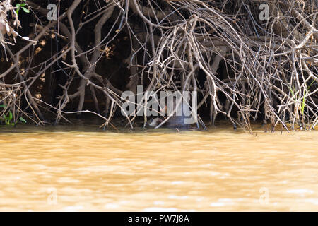 Lontra gigante su acqua da Pantanal zona umida, Brasile. Brasiliano della fauna selvatica. Pteronura brasiliensis Foto Stock