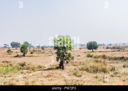 vista ravvicinata di una piccola palma in un villaggio rurale allevamento di risaie. Foto Stock