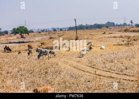 Un sacco di mucche e tori sono al pascolo negli ultimi risaie del villaggio rurale. Foto Stock