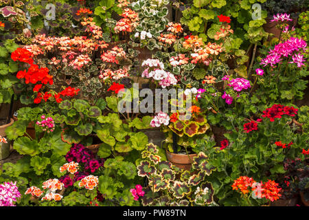 Display a più livelli di pelargoniums / gerani in vasi di terracotta in una serra a Dyffryn Gardens, South Wales, Regno Unito Foto Stock