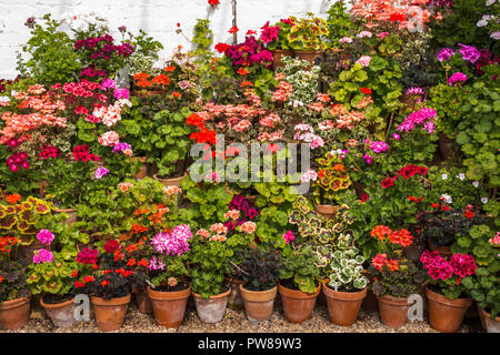 Display a più livelli di pelargoniums / gerani in vasi di terracotta in una serra a Dyffryn Gardens, South Wales, Regno Unito Foto Stock