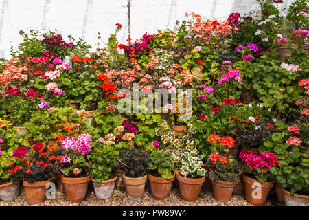 Display a più livelli di pelargoniums / gerani in vasi di terracotta in una serra a Dyffryn Gardens, South Wales, Regno Unito Foto Stock