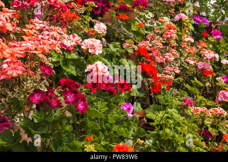 Display a più livelli di pelargoniums / gerani in vasi di terracotta in una serra a Dyffryn Gardens, South Wales, Regno Unito Foto Stock