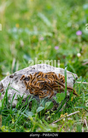 Close-up di colonia di bruno bruchi pelosi, probabilmente in un atto di allevamento e riproduzione, riuniti in grigia pietra di granito in un giorno di primavera a g Foto Stock