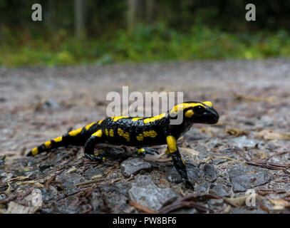 Salamandra pezzata Foto Stock