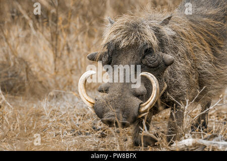 Warthog comune nel Parco Nazionale di Kruger, Sud Africa ; Specie Phacochoerus africanus famiglia dei suidi Foto Stock