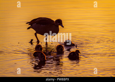 Oca egiziana nel Parco Nazionale di Kruger, Sud Africa ; Specie Alopochen aegyptiaca famiglia di anatidi Foto Stock