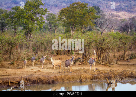 Kudu maggiore nel Parco Nazionale di Kruger, Sud Africa ; Specie Tragelaphus strepsiceros famiglia dei bovidi Foto Stock