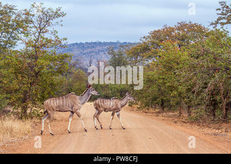 Kudu maggiore nel Parco Nazionale di Kruger, Sud Africa ; Specie Tragelaphus strepsiceros famiglia dei bovidi Foto Stock