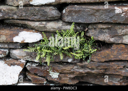 Chiudere fino a secco muro di pietra con licheni e muschi con piante che crescono su di essi, Cardiff, Regno Unito Foto Stock