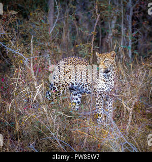 Leopard in Yala National Park, Sri Lanka ; Specie Panthera pardus della famiglia Felidae Foto Stock