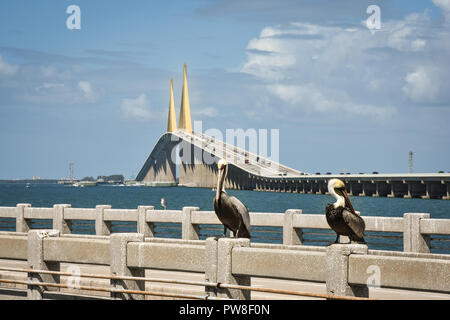 2 Pellicani sulla pesca del sud del molo al Sunshine Skyway Bridge di San Pietroburgo in Florida con vista sul ponte in background Foto Stock