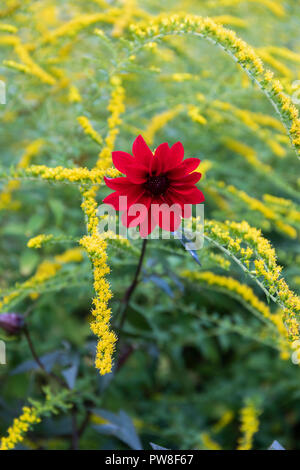 Primo piano di Dahlia rosso 'Vescovo di Llandaff' fioritura in un confine misto, Regno Unito Foto Stock