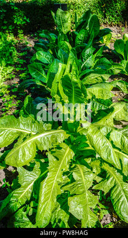 Verde di piante di cicoria closeup 2. Foto Stock