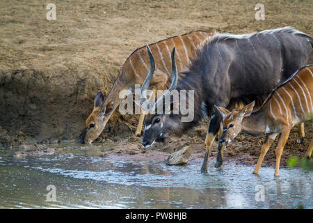 Nyala nel Parco Nazionale di Kruger, Sud Africa ; Specie Tragelaphus angasii famiglia dei bovidi Foto Stock