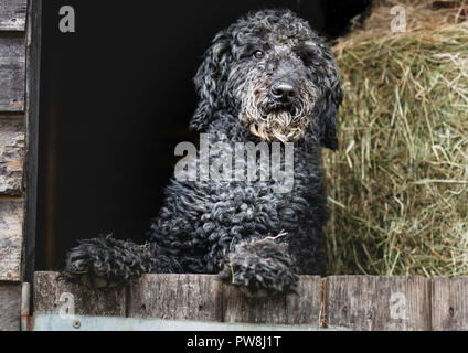 Nero barboncino standard piegandovi sopra una porta stabile Foto Stock
