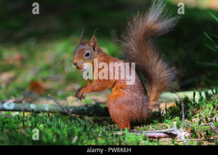 A native Red Squirrel at the Red Squirrel viewing point at Snaizeholme in Hawes, North Yorkshire. Foto Stock