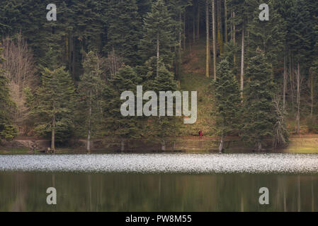 Pini vicino al lago Abant con la riflessione di Bolu in Turchia. Foto Stock