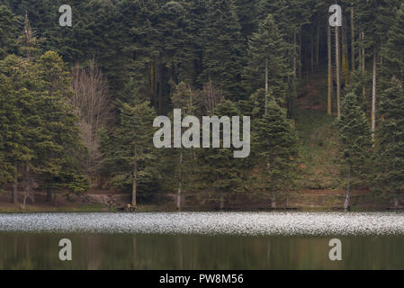 Pini vicino al lago Abant con la riflessione di Bolu in Turchia. Foto Stock